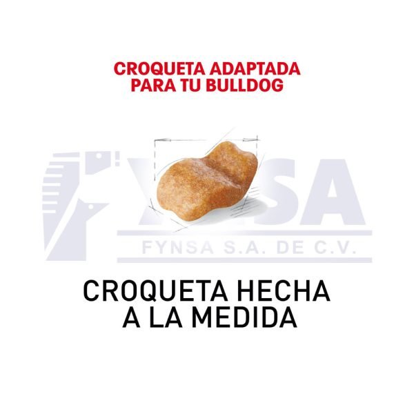 Bulldog Inglés Adulto