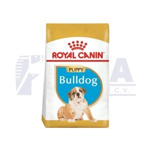 Bulldog Inglés Cachorro