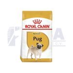 Pug Adulto