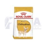 Chihuahua Adulto