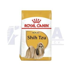 Shih-tzu Adult