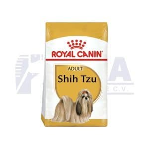 Shih-tzu Adult