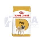 Pug Adulto