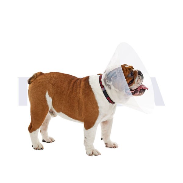 Collar isabelino BUSTER para perros braquicéfalos